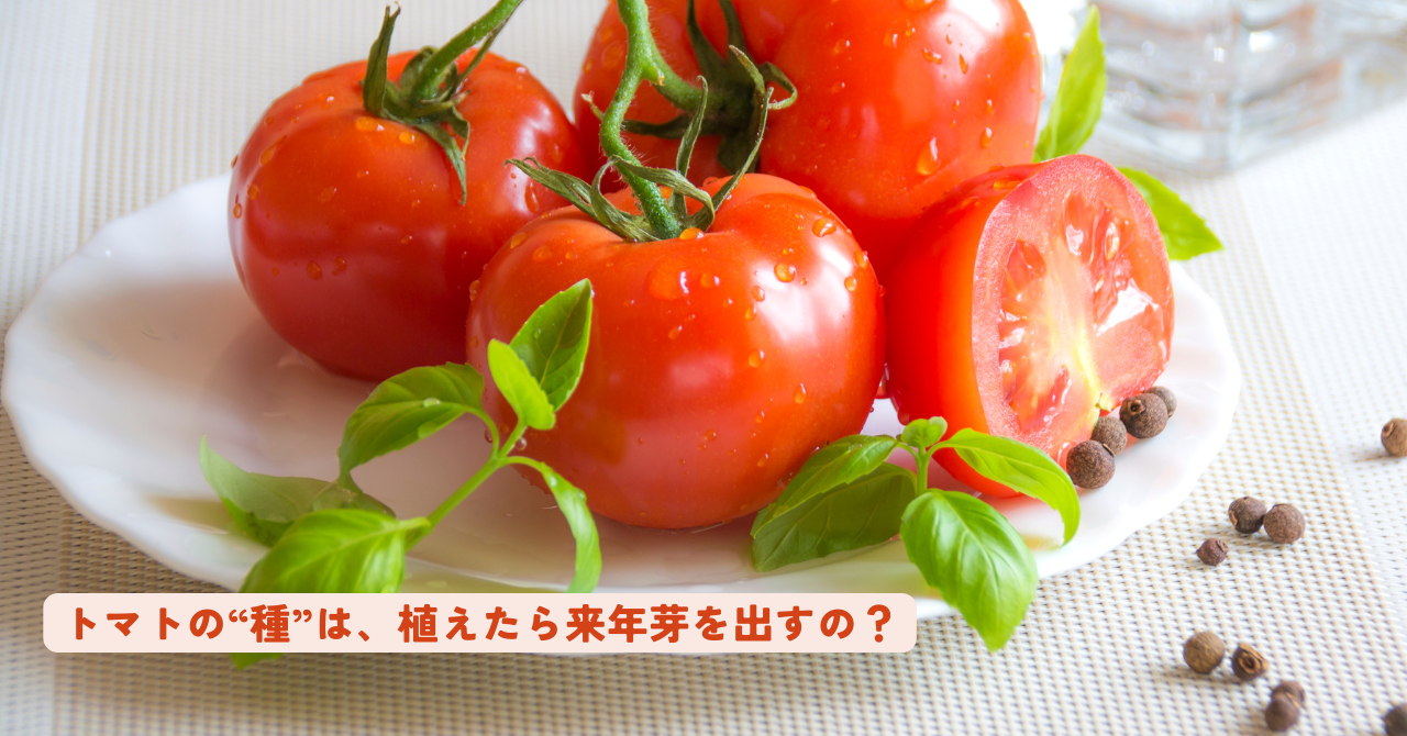 トマトの“種”は、植えたら来年芽を出すの？